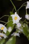 Jasmine nightshade